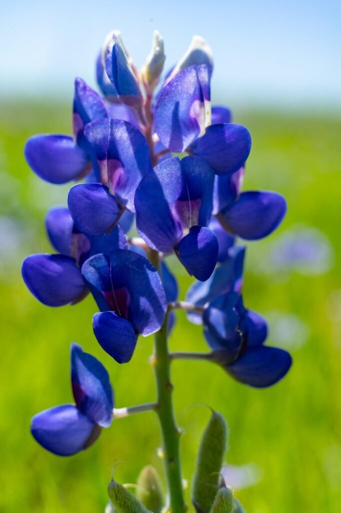 blue bonnet, texas, blue sky, outdoor, meadow, life, blue, earth, nature, sky, green, mother nature, peaceful, freedom, inspiration, serene, motivation, relax, young, zen, landscape